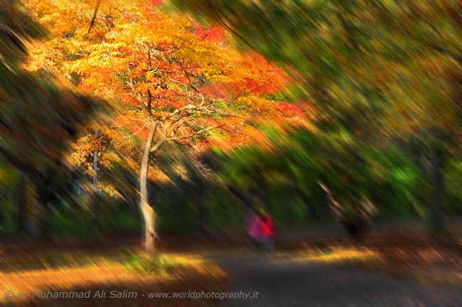 Lonely Autumn Tree